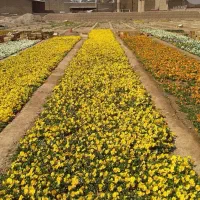 12000مترزمین-با-آب-سند-روستای-کلین
