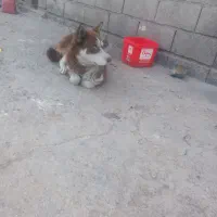 توله هاسکی مالاموت