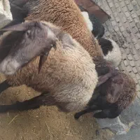 قوچ افشاری