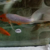 ماهی کوی باله بلند 15سانت و 20 سانتی