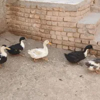اردک|حیوانات مزرعه|داران, |دیوار