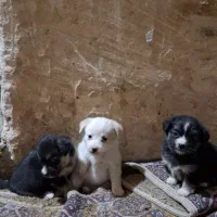 واگذاری توله پاپی