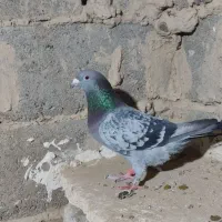 کبوتر جانسون نر
