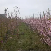 کارگر باغ در شهریار