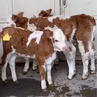 گوساله اصیل دام ترکمن