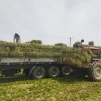 فروش کاه پرس شده گندم