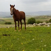 مادیان جوان ارام