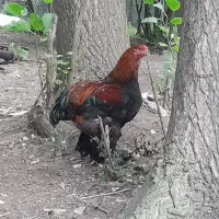 خروس برهما