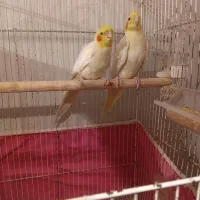 طوطی عروس تک نر