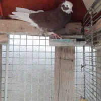 دو عدد کبوتر کاشانی