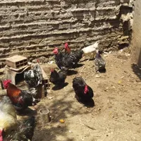 مرغ و خروس کوشین|پرنده|ساری, |دیوار