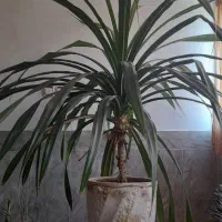 گل پاندانوس ۲متر با گلدان