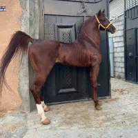 چند راس نریان و مادیان سواریدار مجلسی