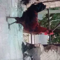 خروس رسمی
