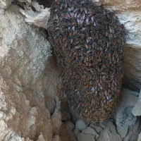 زنبور عسل وحشی