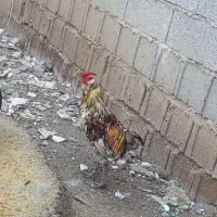 خروس