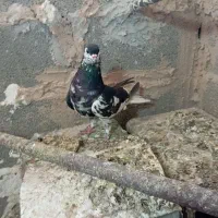 کفتر چپ زادت قدیم ماده