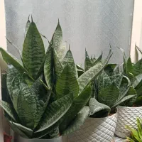 گل زیبا