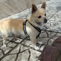 سگ پاکوتاه نژاد دار