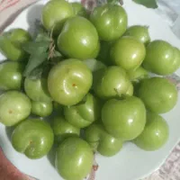 گوجه سبز