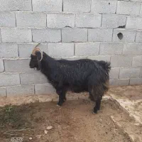 بز جوان دورگه کُردی