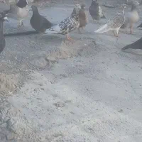 کبوتر ماده سرور پرخال هوایی