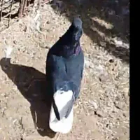 کفتر گمشده