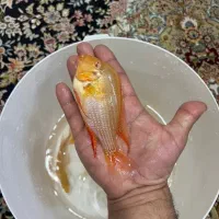 ماهی هکلی البینو