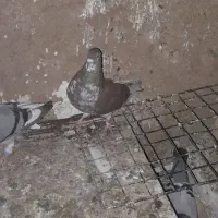 کفتر|پرنده|ساوه, |دیوار