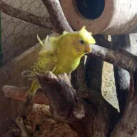 مرغ عشق پروانه ای دوگل فول