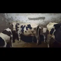 ماده گاو شیری به قیمت گوشت