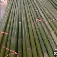 500 عدد بامبو قیمت توافقی