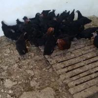 جوجه مرغ