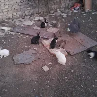 خرگوش سفید مشکی