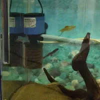 آکواریوم|لوازم جانبی حیوانات|قم, ولیعصر|دیوار