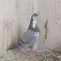 ریس سبز|پرنده|زاهدان, |دیوار