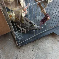 ۴۵۰۰۰۰۰|پرنده|آباده, |دیوار