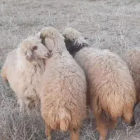 یک عدد بره نر چاق