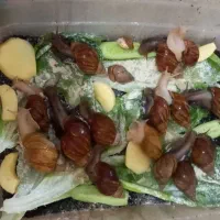 ۱۷عدد حلزون مولد|خزنده|شهر ری, شهادت|دیوار