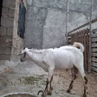 کهره نری