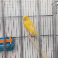 ماده قناری بلند