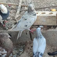 شامی دم سفید سینه طوقی سرور
