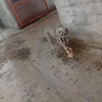 سگ الابای