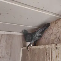 جوجه نر کفتر جونگ نژاد دار|پرنده|بافق, |دیوار