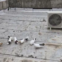 کفترطوقی و بادمجانی