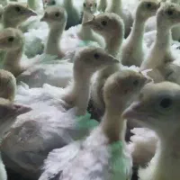 جوجه بوقلمون بیوتی 20روزه