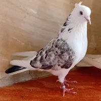 کفتر|پرنده|اندیشه, اندیشه فاز ۴|دیوار