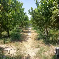 پانسیون باغ حیوانات هزار متری مخصوص پامرانین