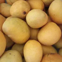 انبه شیرین سیاهو