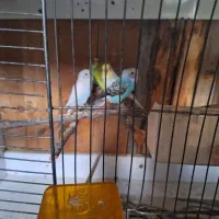 مرغ عشق جوجه